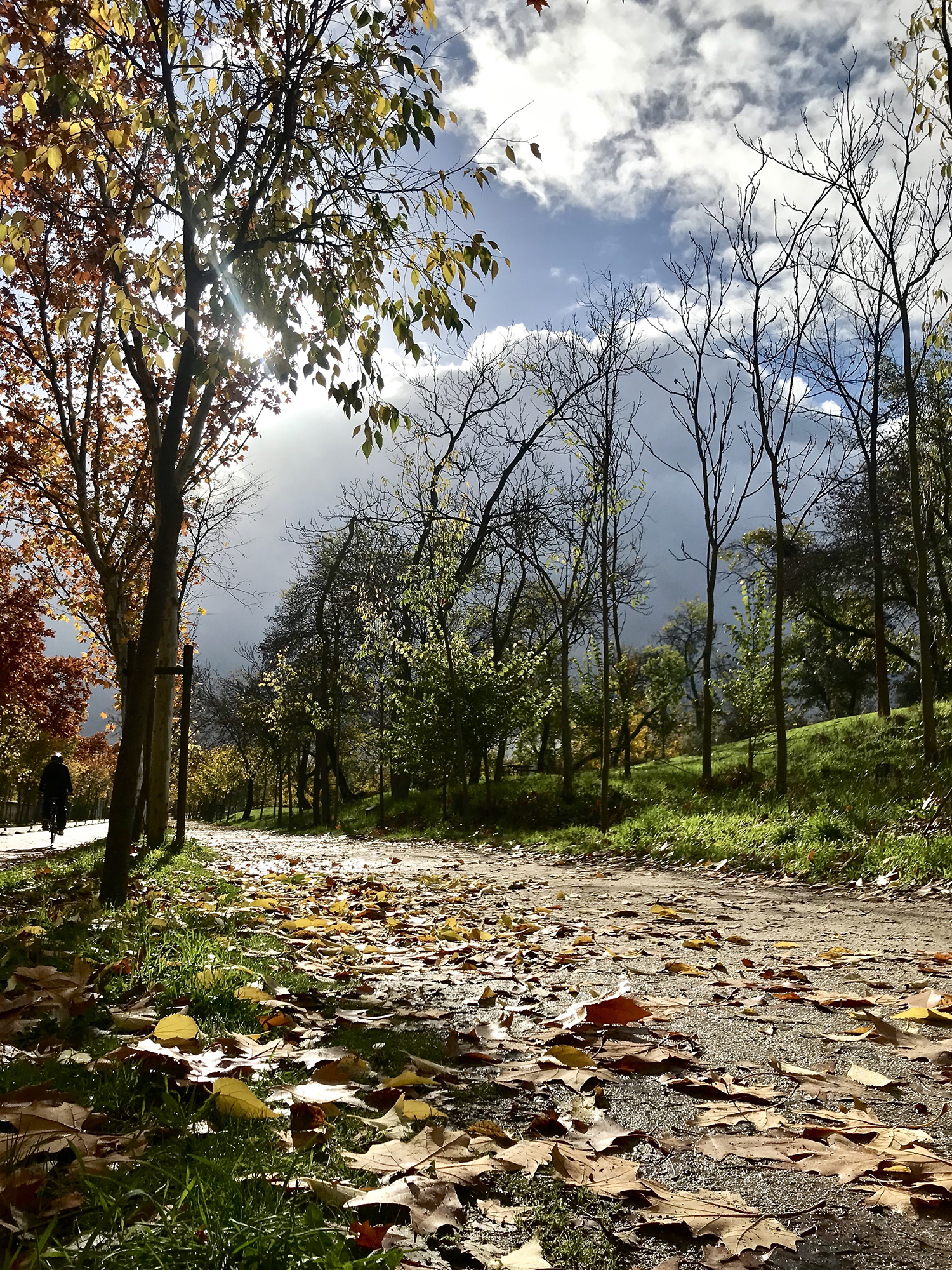 El Bosque Real Corre Vuela Muévete